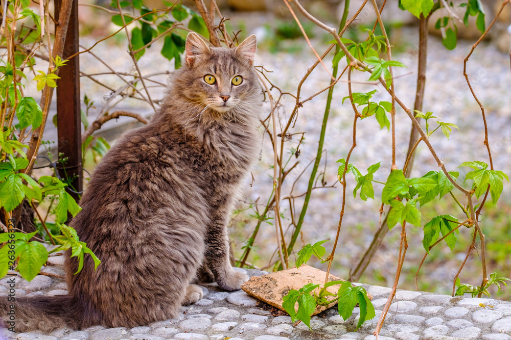 Chat tigré poilu, assis dans la rue, regard étonné.