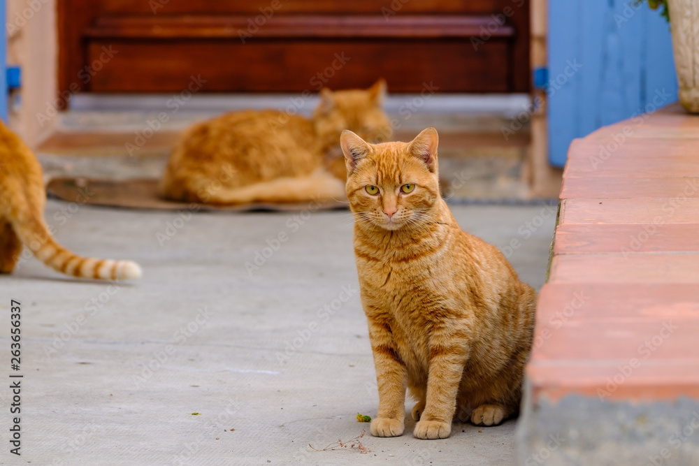 Chat roux assis dans la rue, regard attentif. Deux autres chat en arrière plan.