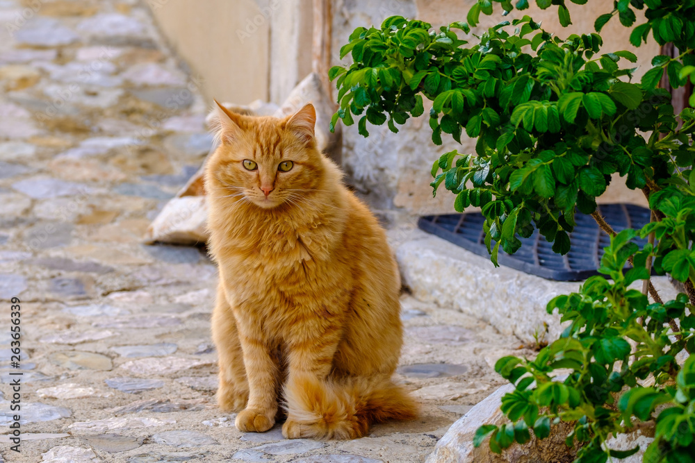 Chat roux assis dans la rue pavée.
