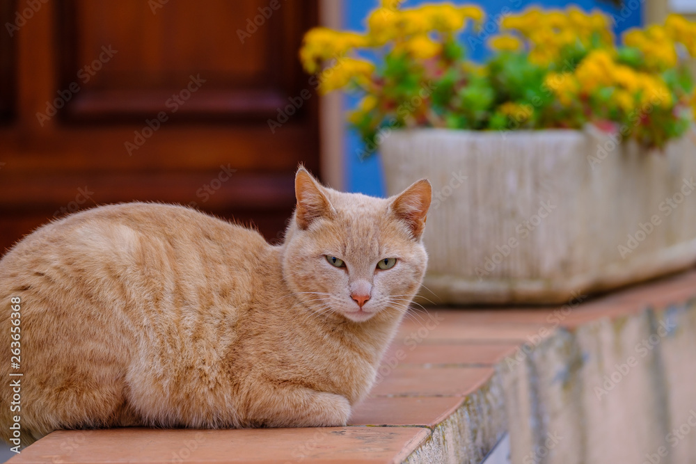 Chat roux couché devant la porte de maison.