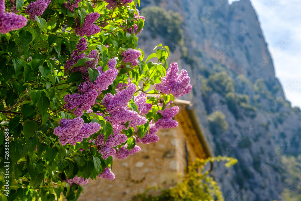 Fleurs de lilas dans la rue de Provence.