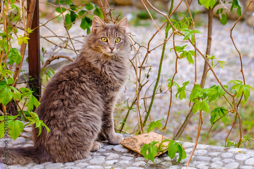 Chat tigré poilu, assis dans la rue, regard étonné. 