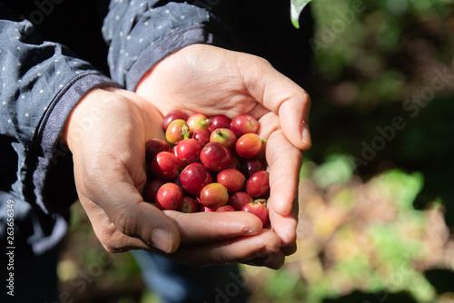 Fresh red coffee berries beans in coffee plantation.arabica coffee berries with agriculturist hands.