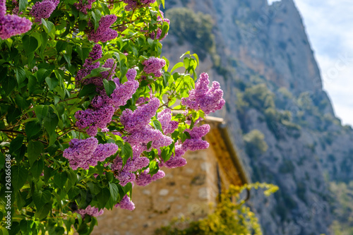 Obraz na płótnie Fleurs de lilas dans la rue de Provence. w salonie