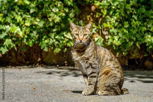 Obraz na płótnie Jolie chat tigré assis dans la rue. w salonie