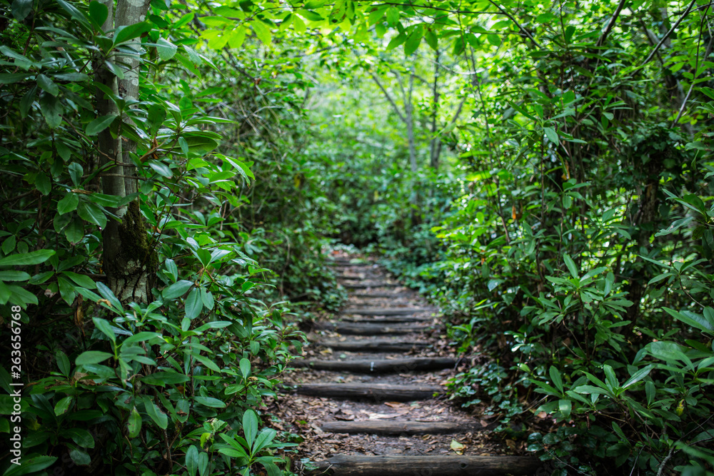 Green road in forest Green road in forest