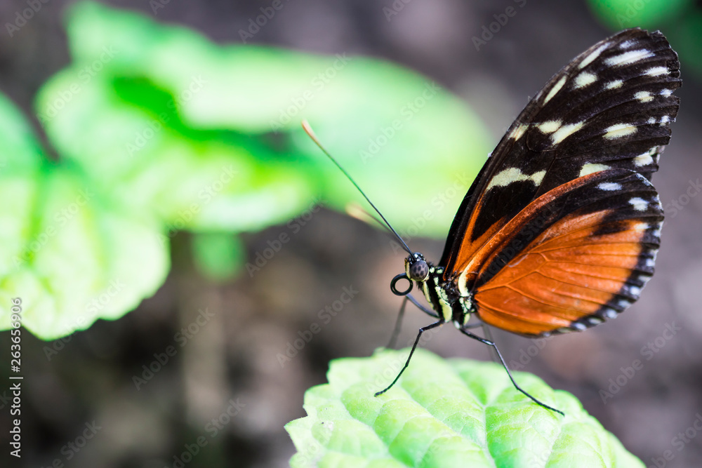 Fototapeta premium close up red cracker butterfly on green leave against purple background
