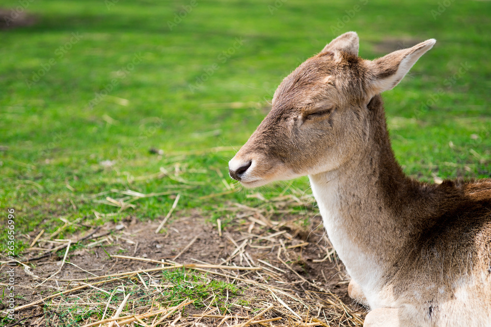 close up head young deer, against green background. Space for text close up head young deer, against green background. Space for text
