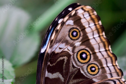 close up morpho butterfly wings © Corinne