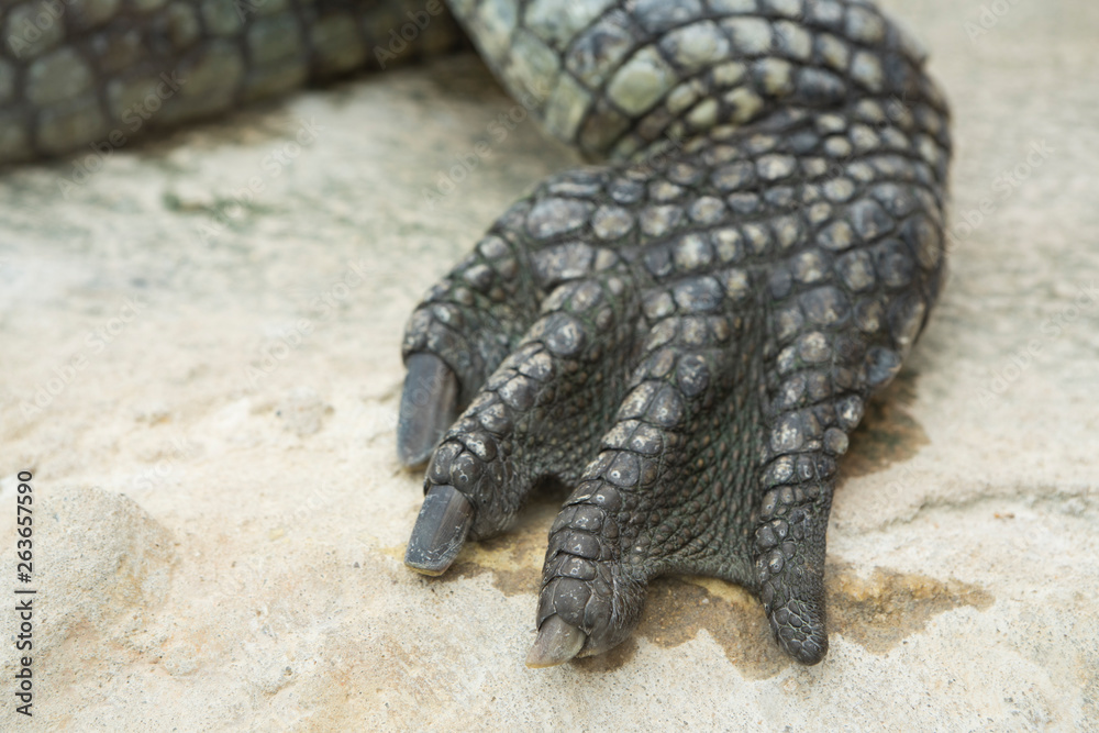 Obraz premium paw of crocodile with nails and scales