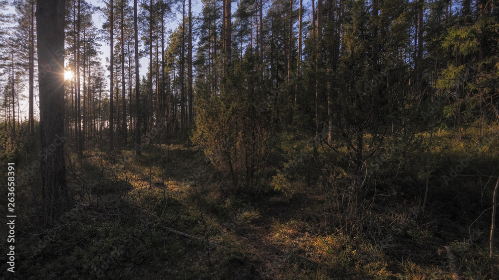 Fototapeta premium Summer forest in Finland.