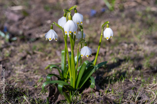 White snowdrops in the meadow. Close-up. Selective focus. © Андрей Киселев