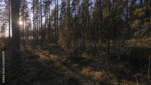  Summer forest in Finland.