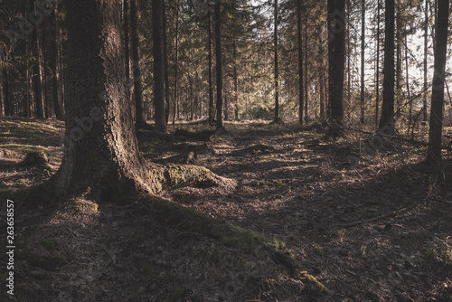  Summer forest in Finland.