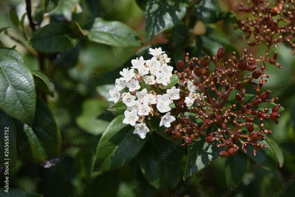 Raphiolepis umbellata (Yeddo hawthorn) Raphiolepis umbellata (Yeddo hawthorn)