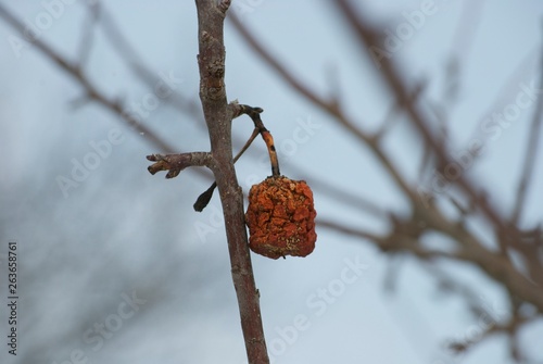An old rotten apple still hanging on a tree