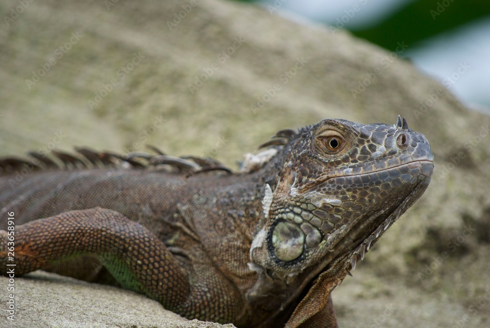 Fototapeta premium iguana on rock