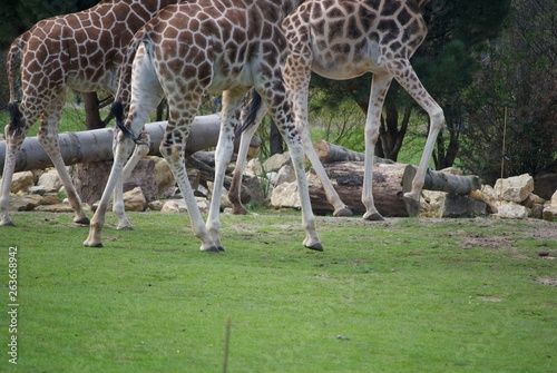 Photography giraffe in the zoo
