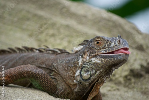 portrait of a iguana