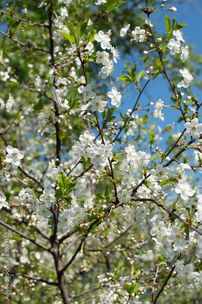Branches of a blossoming apple tree in spring time against the background of blue sky. Branches of a blossoming apple tree in spring time against the background of blue sky.