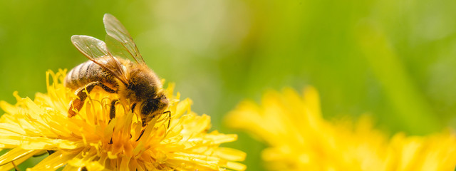 Acrylglasbilder Biene Biene mit Pollen auf Löwenzahn  © Przemyslaw Iciak