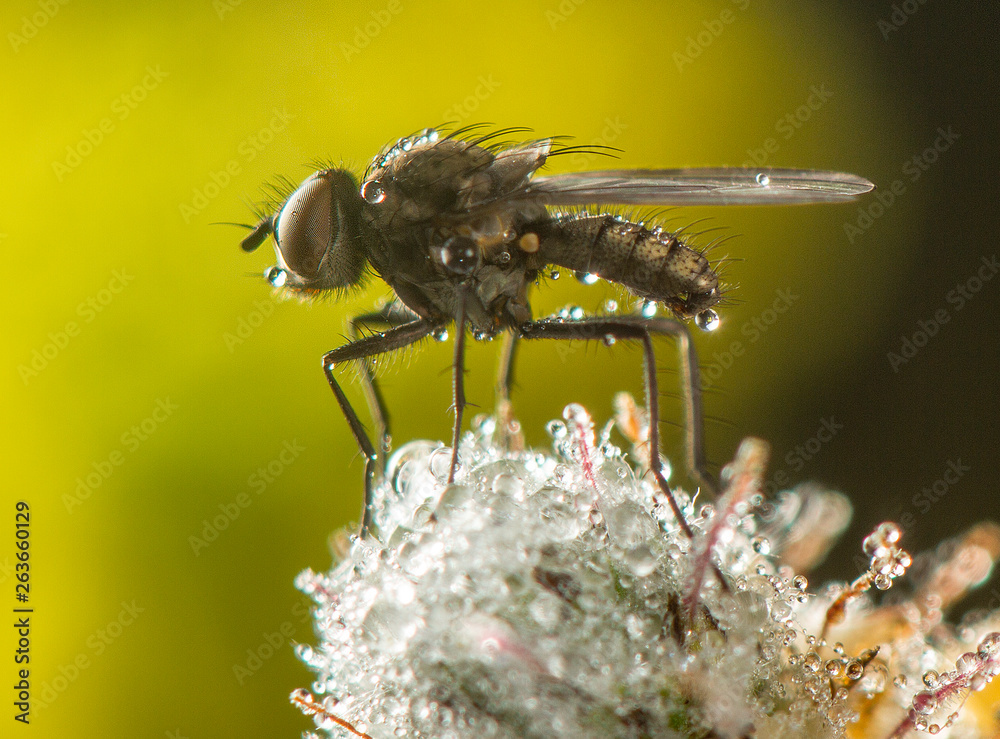Fly macro phography posing and showing her wings Fly macro phography posing and showing her wings