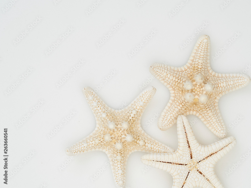 Starfish on a white background Starfish on a white background