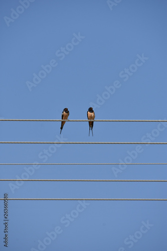 Two swallows on the wire  with sky background like notes on the sheet music © snowyns