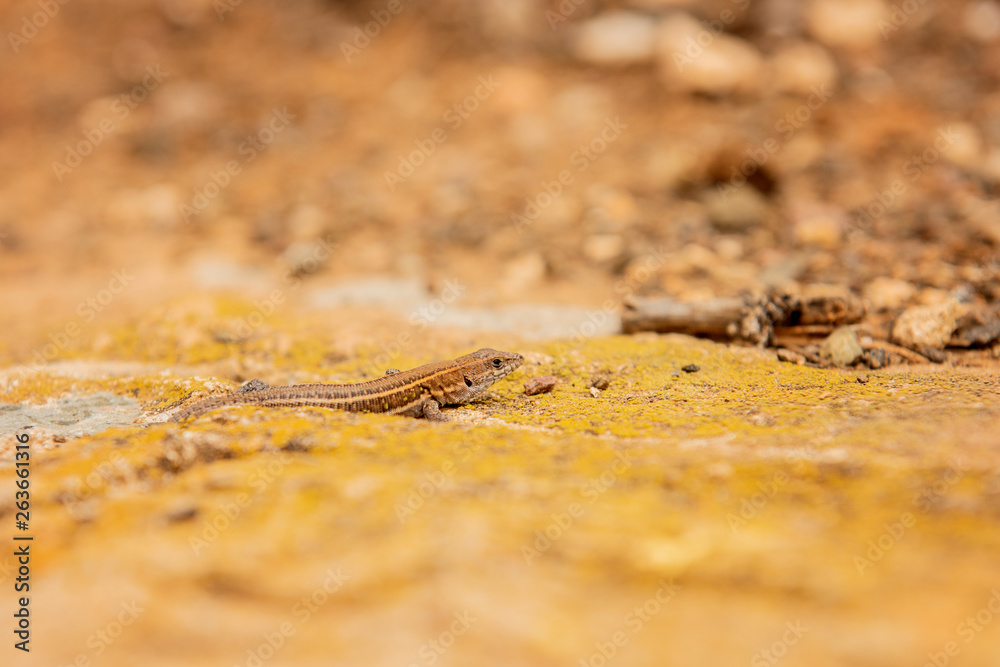 Fototapeta premium close up of ghecko lizard on a wall