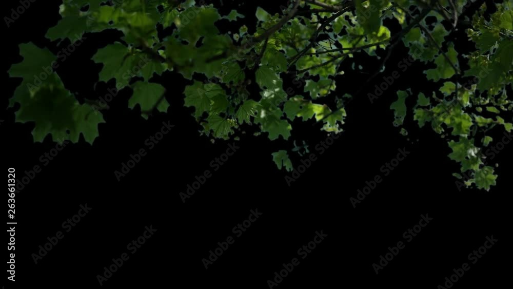 Foreground trees blowing in wind with matte V2