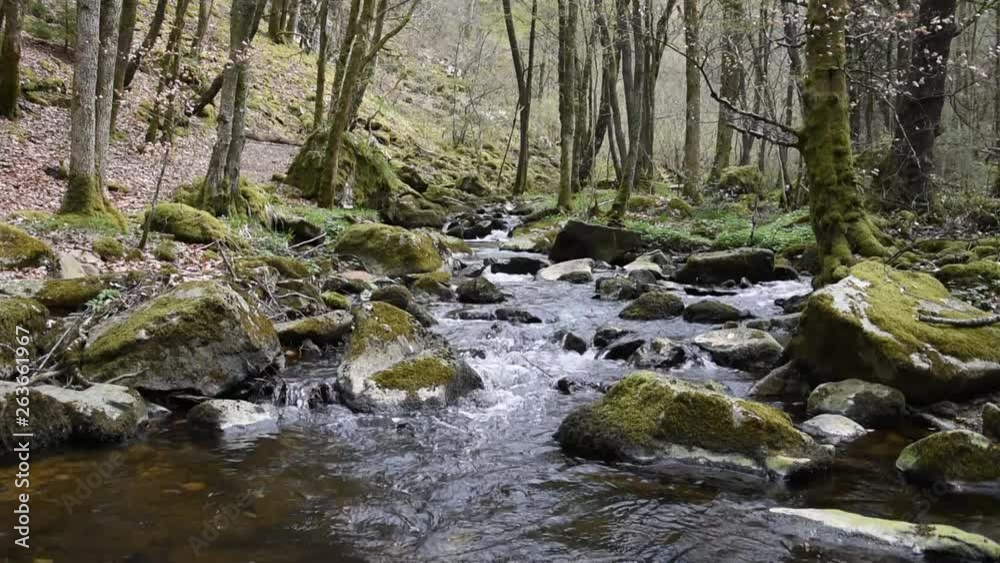 Small mountain river in the forest, springtime Small mountain river in the forest, springtime