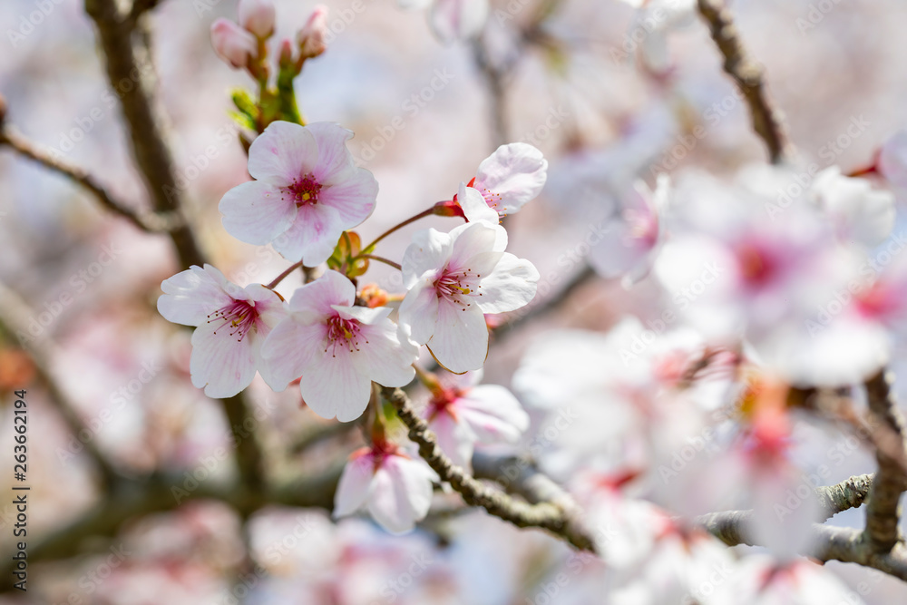 Beautiful cherry blossoms sakura tree bloom