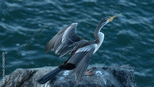 Darter (Anhinga melanogaster)