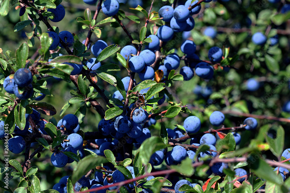 Branches de prunellier et leurs fruits Branches de prunellier et leurs fruits