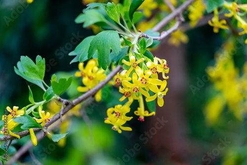 Soft selective focus of yellow Ribes aureum flower blooming. Flowers golden currant, clove currant, pruterberry and buffalo currant on garden green background. photo