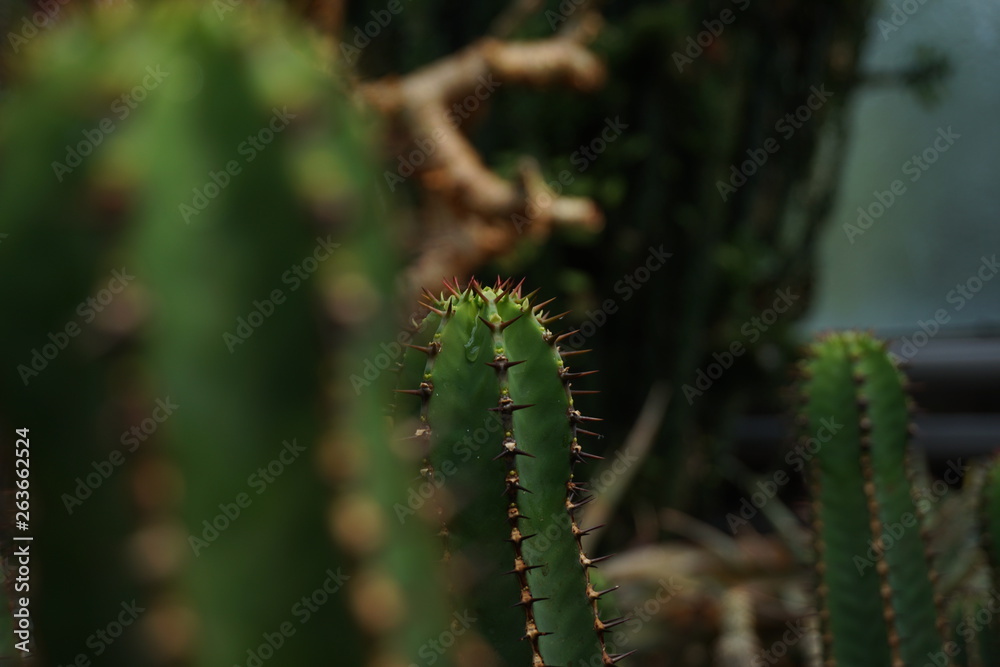 Green cactus Green cactus
