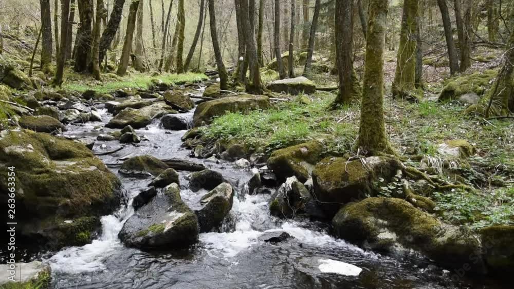 Small mountain river in the forest, springtime Small mountain river in the forest, springtime