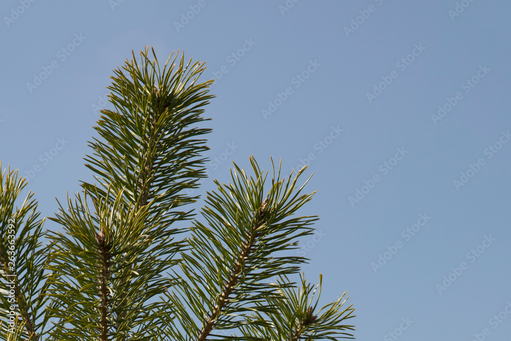 branch of green pine against the blue sky