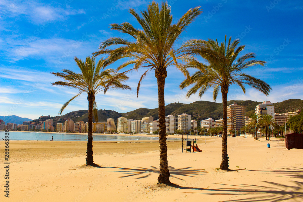 Palm trees on beach from Cullera-Spain
