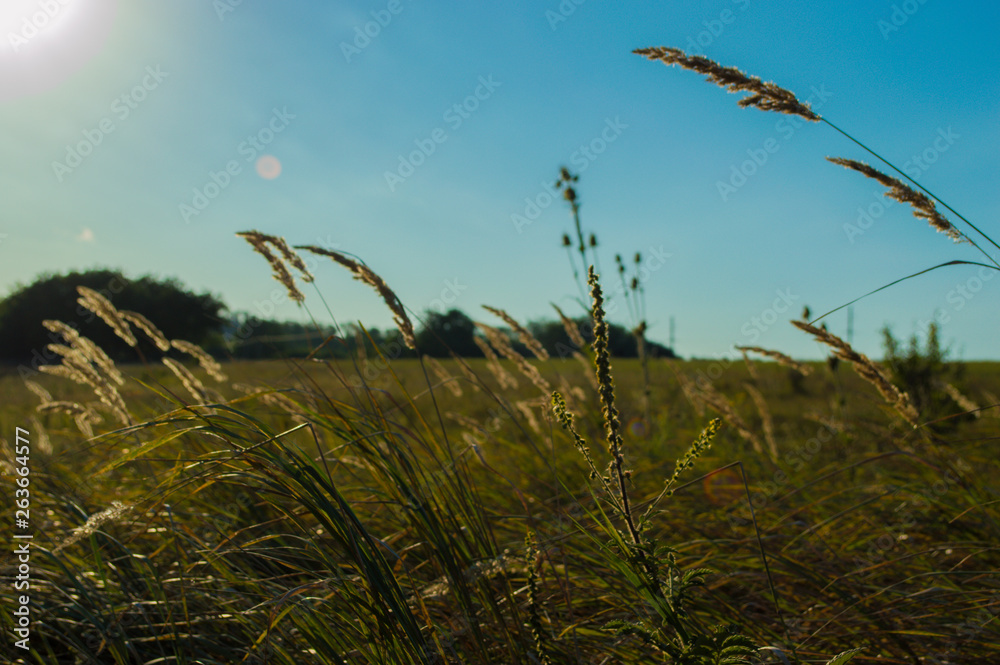 Obraz premium sunset in the field