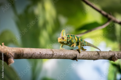 Chameleon in the zoo: Close-up picture of a chameleon climbing on a tree branch