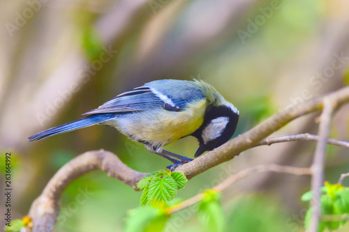 Blue tit eating nuts