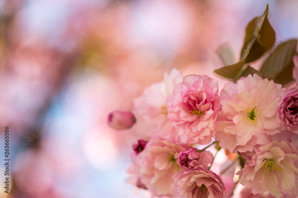 Springtime: Blooming tree with pink blossoms, beauty Springtime: Blooming tree with pink blossoms, beauty