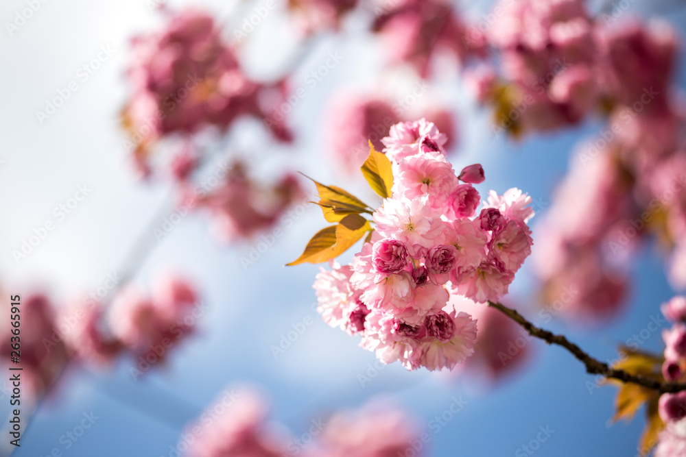 Springtime: Blooming tree with pink blossoms, beauty. Blue sky. Springtime: Blooming tree with pink blossoms, beauty. Blue sky.