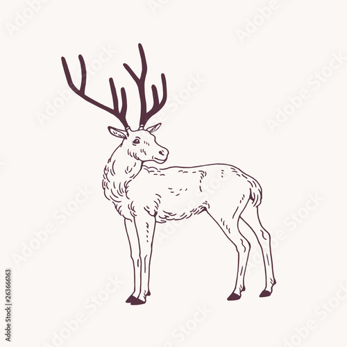 Beautiful sketch drawing of standing male deer, reindeer or stag with antlers