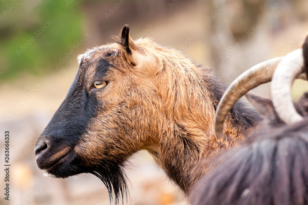 Fototapeta premium View on a goat standing on the field