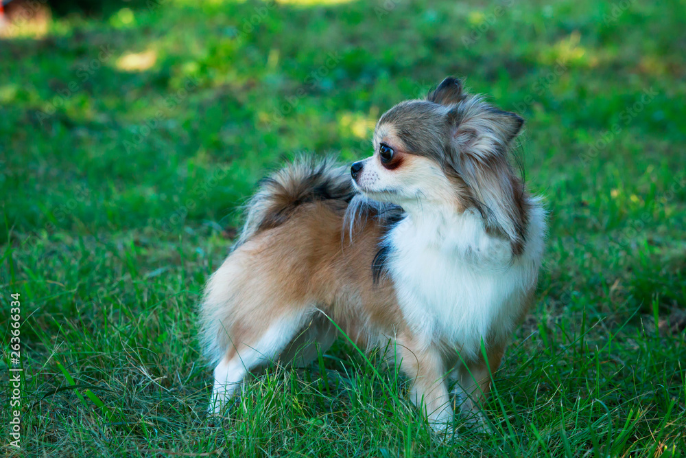 Dog breed Chihuahua Dog breed Chihuahua