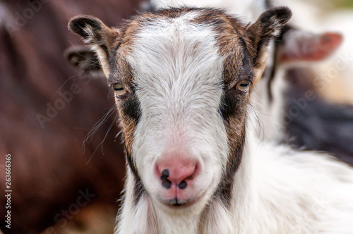 Portrait of a small young goat © nordantin