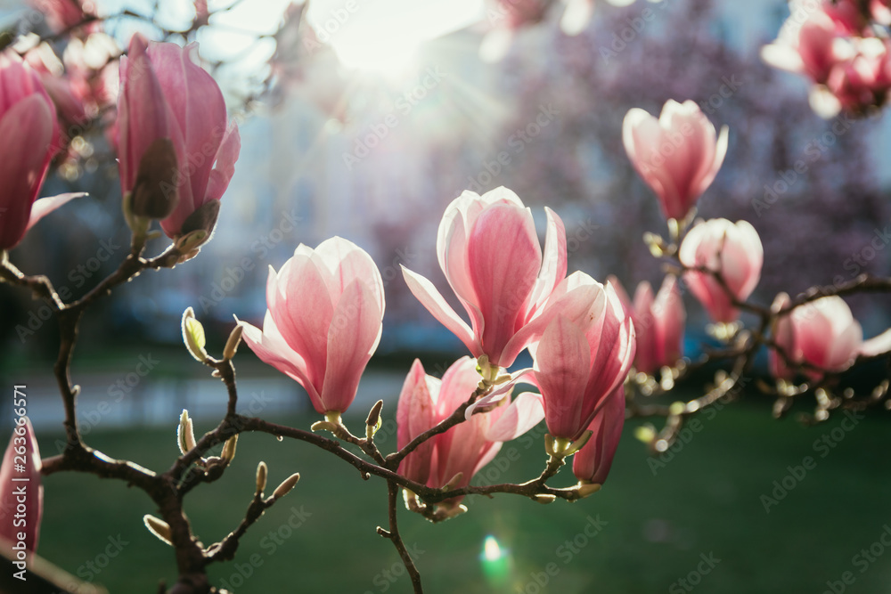 Fototapeta premium Springtime: Blooming tree with pink magnolia blossoms, beauty