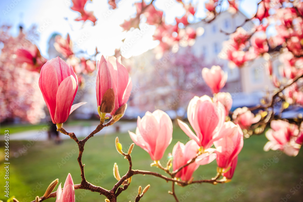 Springtime: Blooming tree with pink magnolia blossoms, beauty Springtime: Blooming tree with pink magnolia blossoms, beauty